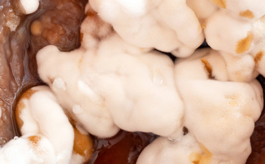 Mold. Macro photo. Selective focus. Top view