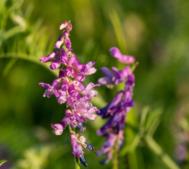Close up of one purple Hedysarum alpinum ( sulla coronaria) on the sunset