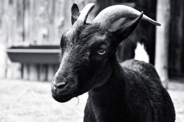 Portrait of a goat