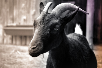 Portrait of a goat