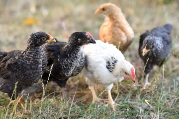 Group of young chicken free wandering outdoors