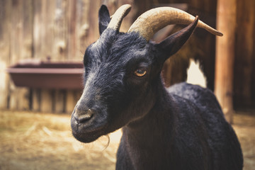 Portrait of a goat