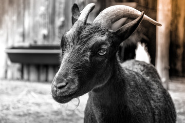 Portrait of a goat