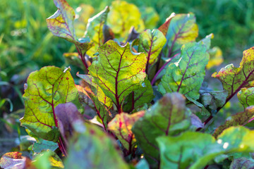 daylight. red beets in the garden. eco product.
