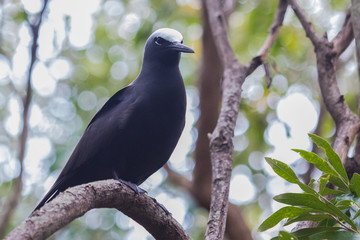 Black Noddy in Australia