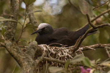 Black Noddy in Australia