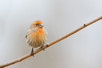 House Finch (Haemorhous mexicanus) male sitting on branch at Jamaica Bay refuge, New Jersey, USA