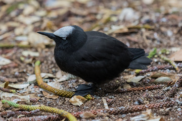 Black Noddy in Australia