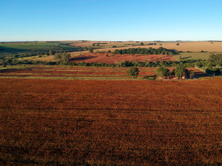 Fototapeta na wymiar Aerial view of red sorghum field in Brazil