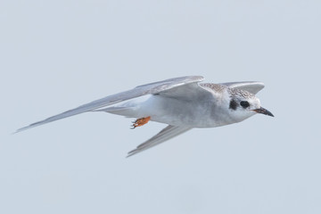 Black Fronted Tern Endemic to New Zealand