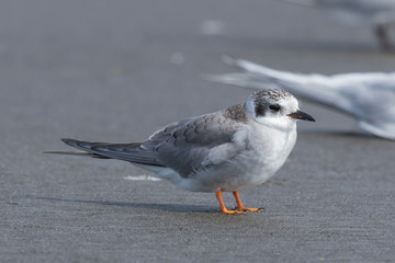 Black Fronted Tern Endemic to New Zealand