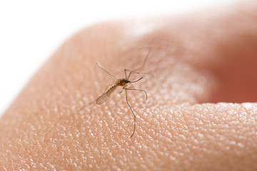Mosquito Stings Hand     