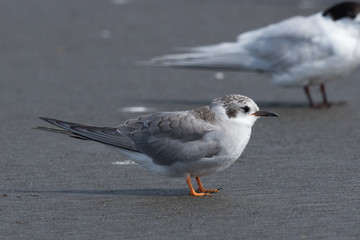 Black Fronted Tern Endemic to New Zealand