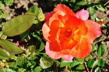 Bl&uuml;hende Rose