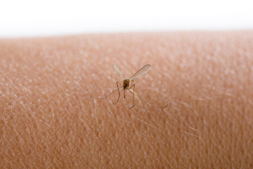 Mosquito stings the skin and sucks blood. 