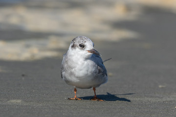 Black Fronted Tern Endemic to New Zealand