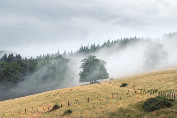 Arbre au milieu de la brume