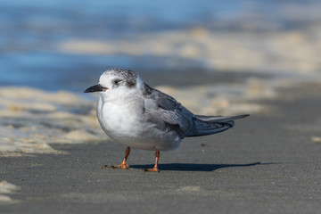 Black Fronted Tern Endemic to New Zealand