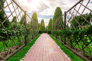 the alley in the rose garden turning into a path with a hedge of thuja from the clouds the sun shines.
