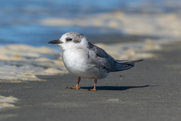 Black Fronted Tern Endemic to New Zealand