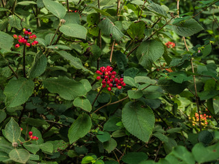 OLYMPUS DIGITAL CAMERA - FOREST