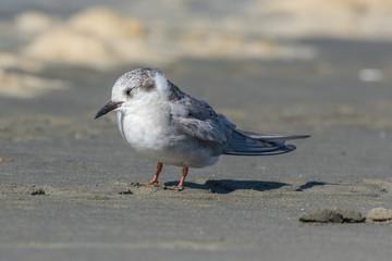 Black Fronted Tern Endemic to New Zealand