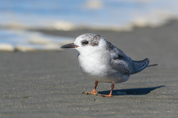 Black Fronted Tern Endemic to New Zealand