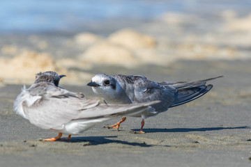 Black Fronted Tern Endemic to New Zealand