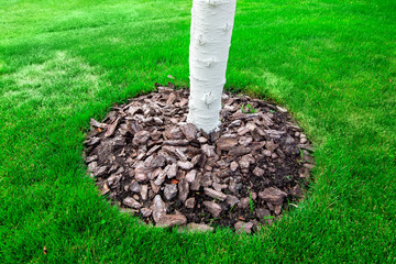 Mulching a bark of a tree trunk, lime whitewashed tree trunks on a green meadow with grass.