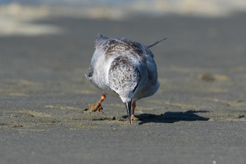 Black Fronted Tern Endemic to New Zealand