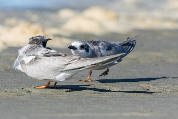 Black Fronted Tern Endemic to New Zealand