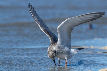 Black Fronted Tern Endemic to New Zealand