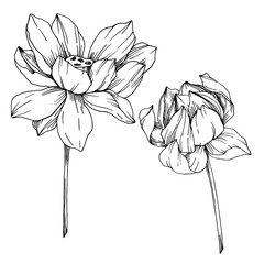 Vector Lotus floral botanical flowers. Black and white engraved ink art. Isolated lotus illustration element.