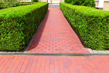 pedestrian pavement made of red tiles with a drainage grid and a hedge of thuja evergreen bushes.