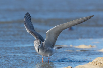 Black Fronted Tern Endemic to New Zealand