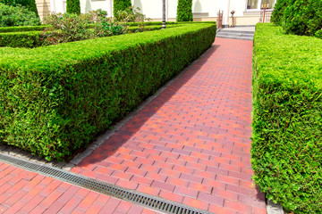 pedestrian footpath made of red tiles with a drainage grid and a evergreen hedge of thuja bushes.