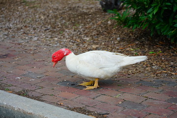 View of a white Muscovy Duck with wrinkled red head on the street in Chestertown, Maryland