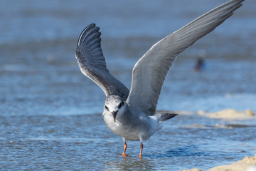 Black Fronted Tern Endemic to New Zealand