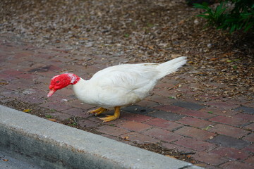 View of a white Muscovy Duck with wrinkled red head on the street in Chestertown, Maryland