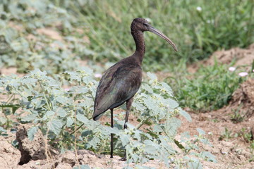 ibis in park
