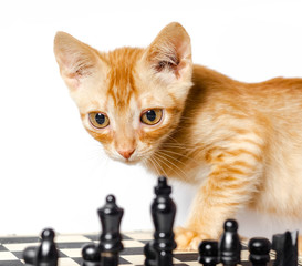 cute little red kitten and chess isolated on white background close up