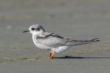 Black Fronted Tern Endemic to New Zealand