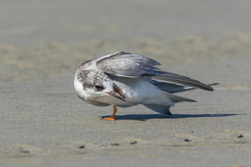 Black Fronted Tern Endemic to New Zealand