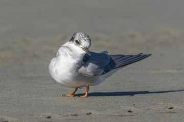 Black Fronted Tern Endemic to New Zealand