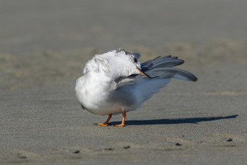Black Fronted Tern Endemic to New Zealand