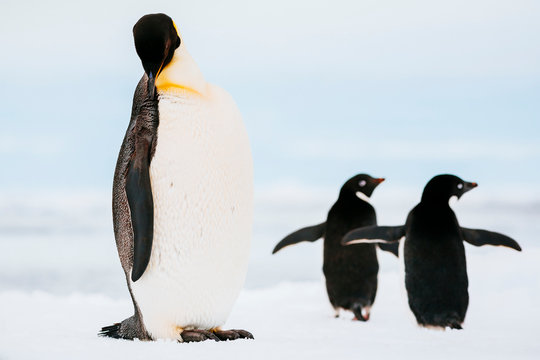 Emperor Penguin and Adelie Penguins, fast ice edge, Commonwealth Bay, East Antarctica.