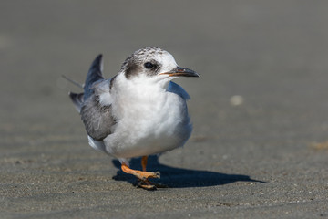 Black Fronted Tern Endemic to New Zealand
