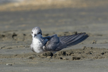 Black Fronted Tern Endemic to New Zealand