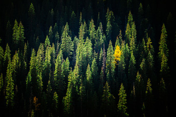 Scenic view of pine trees in San Juan National Forest