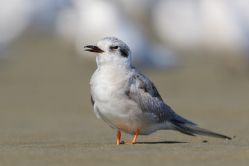 Black Fronted Tern Endemic to New Zealand